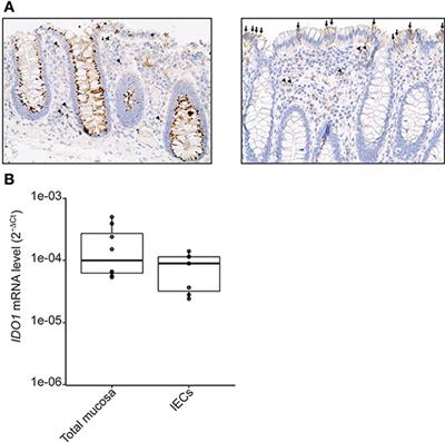 Butyrate Produced by Commensal Bacteria Down-Regulates Indolamine 2,3-Dioxygenase 1 (IDO-1) Expression via a Dual Mechanism in Human Intestinal Epithelial Cells